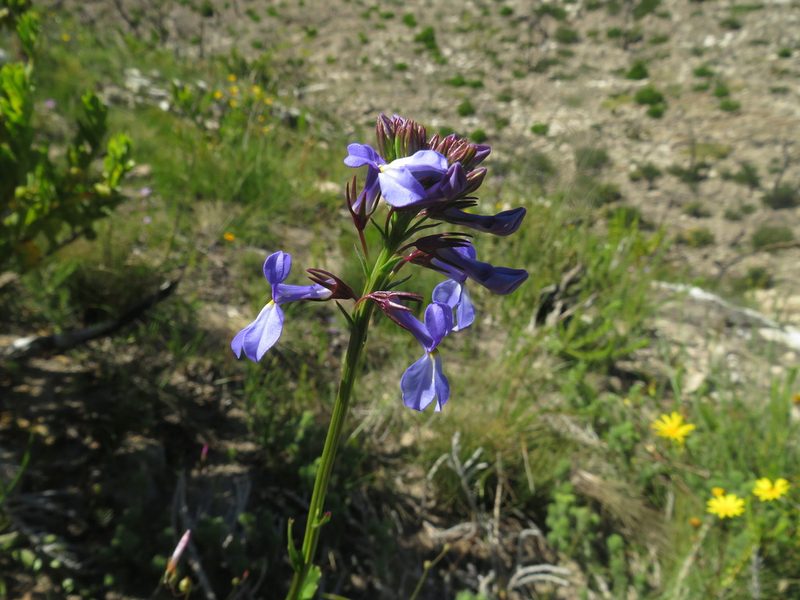 Lobelia valida, photographed by James Deacon