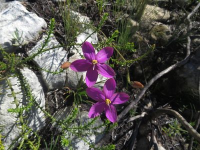 Chironia tetragona, photographed by James Deacon
