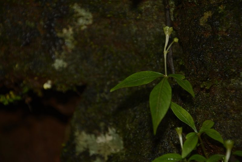 Argostemma verticillatum, photographed by Siddarth Machado