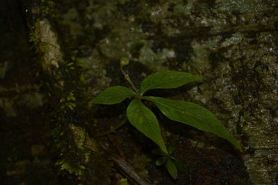 Argostemma verticillatum, photographed by Siddarth Machado