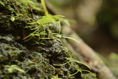Argostemma verticillatum, photographed by Siddarth Machado