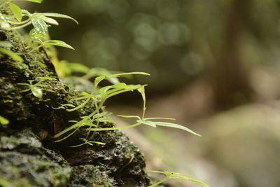 Argostemma verticillatum, photographed by Siddarth Machado