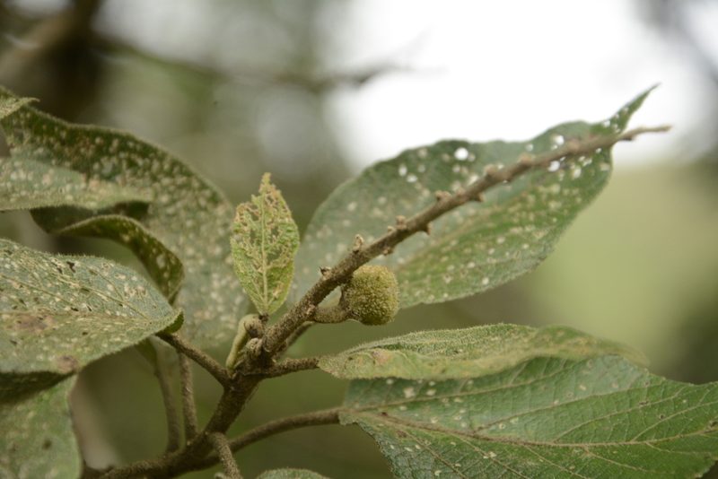 Croton aromaticus, photographed by Siddarth Machado
