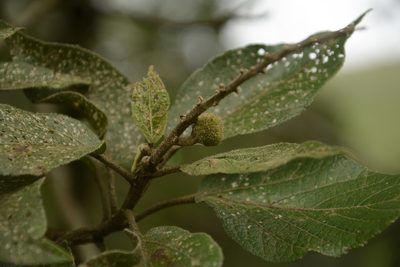 Croton aromaticus, photographed by Siddarth Machado