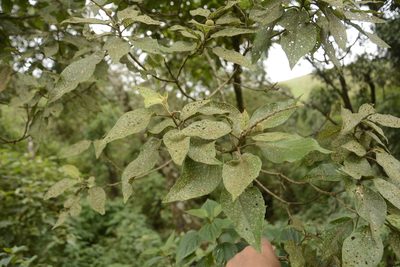 Croton aromaticus, photographed by Siddarth Machado