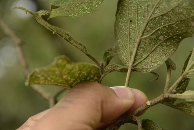 Croton aromaticus, photographed by Siddarth Machado