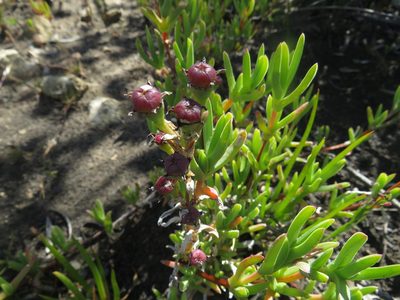 Ruschia calcicola, photographed by James Deacon