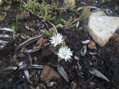 Delosperma litorale, photographed by James Deacon