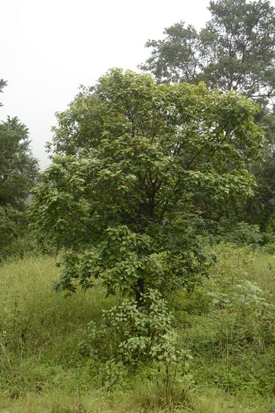 Croton aromaticus, photographed by Siddarth Machado