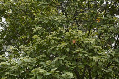 Croton aromaticus, photographed by Siddarth Machado