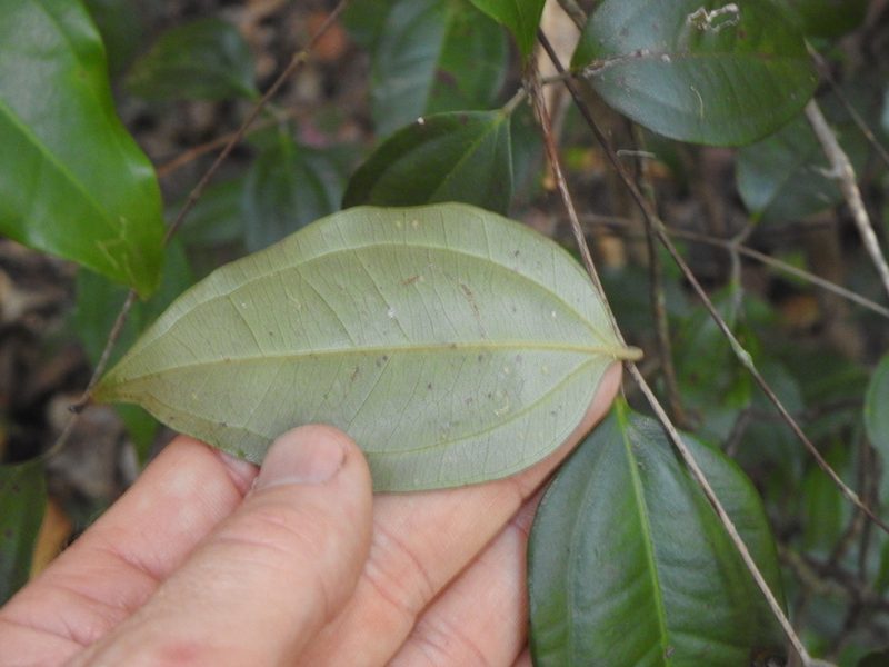 Rhodamnia acuminata, photographed by Greg Tasney