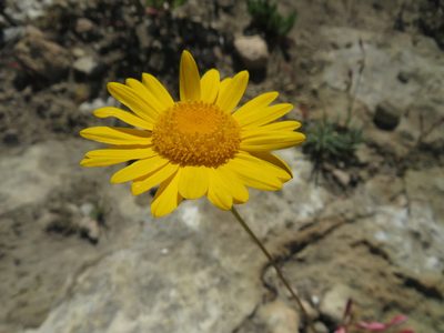 Euryops hebecarpus, photographed by James Deacon