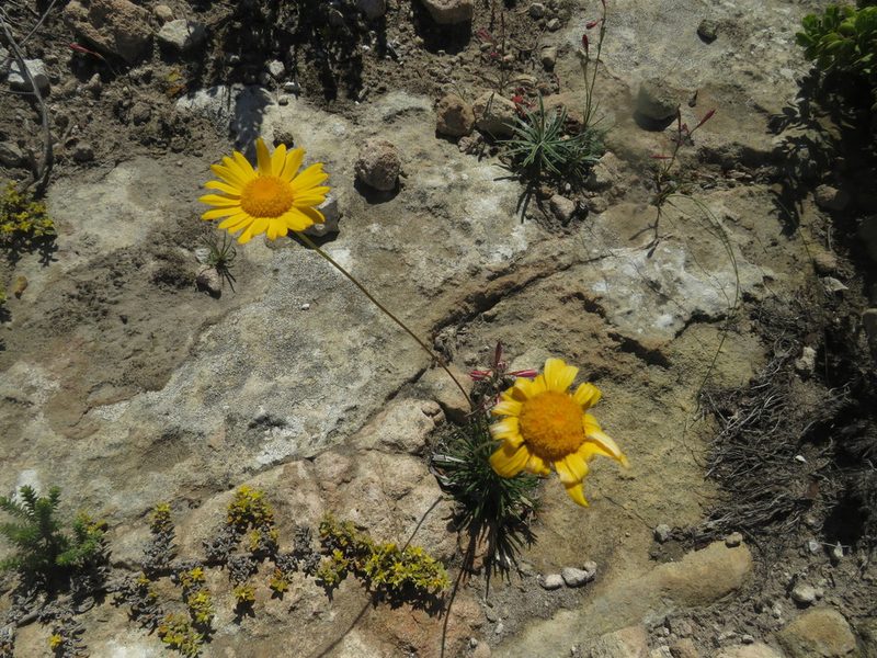 Euryops hebecarpus, photographed by James Deacon