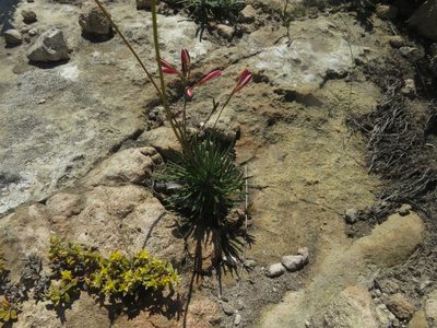 Euryops hebecarpus, photographed by James Deacon