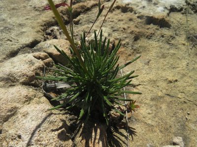 Euryops hebecarpus, photographed by James Deacon