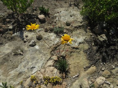 Euryops hebecarpus, photographed by James Deacon
