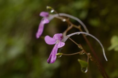Impatiens scapiflora, photographed by Siddarth Machado