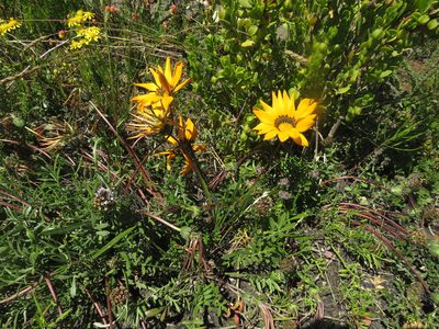 Gazania pectinata, photographed by James Deacon