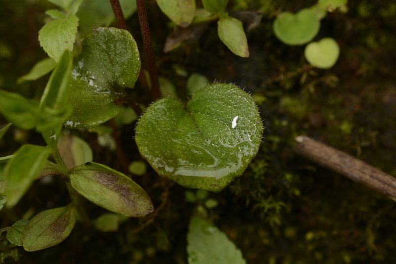 Impatiens scapiflora, photographed by Siddarth Machado