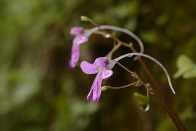 Impatiens scapiflora, photographed by Siddarth Machado