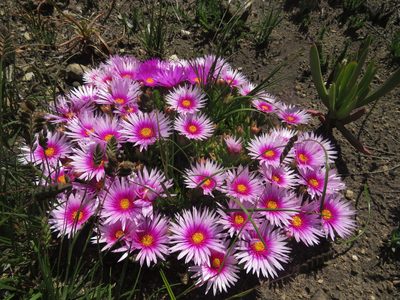 Lampranthus ceriseus, photographed by James Deacon