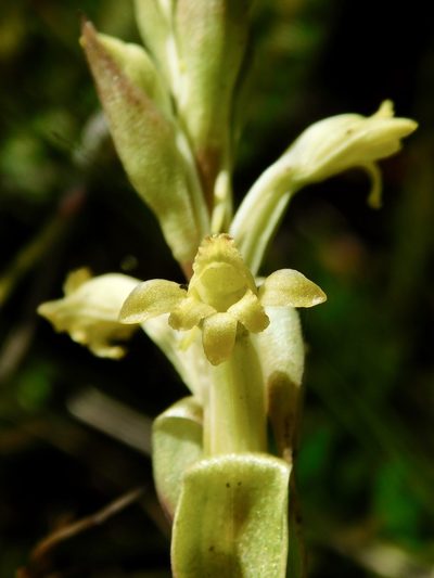 Satyrium outeniquense, photographed by Rebecca Ryen-Stols