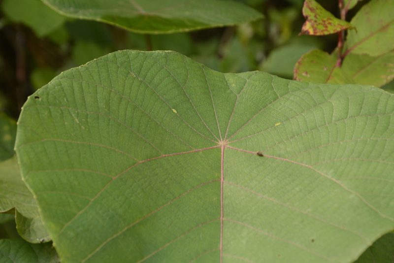 Macaranga indica, photographed by Siddarth Machado