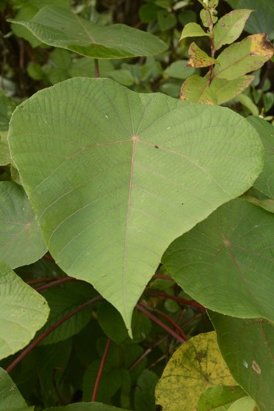 Macaranga indica, photographed by Siddarth Machado