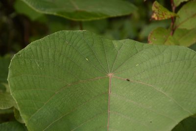 Macaranga indica, photographed by Siddarth Machado
