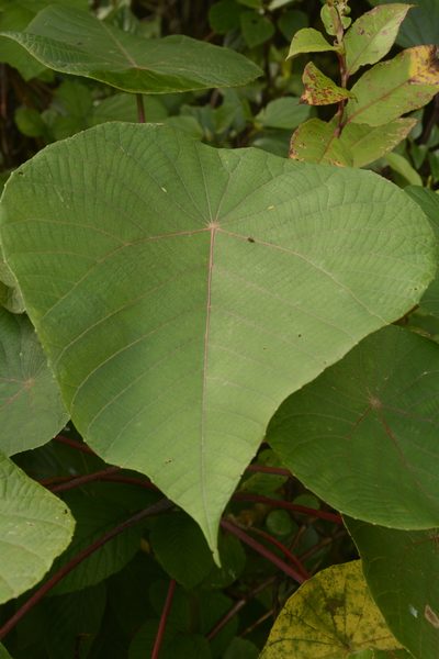 Macaranga indica, photographed by Siddarth Machado