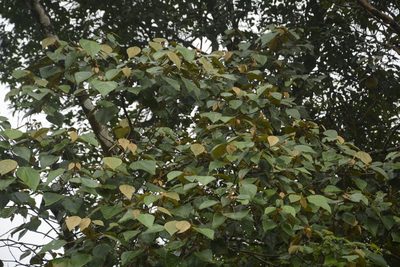 Mallotus tetracoccus, photographed by Siddarth Machado
