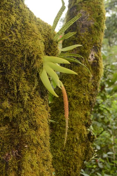 Oberonia josephi, photographed by Siddarth Machado
