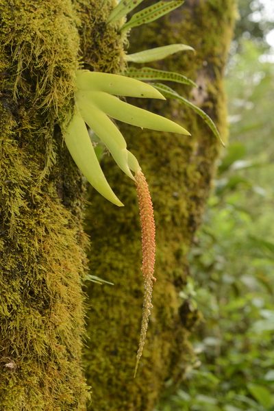 Oberonia josephi, photographed by Siddarth Machado