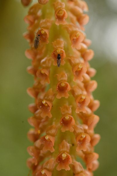 Oberonia josephi, photographed by Siddarth Machado