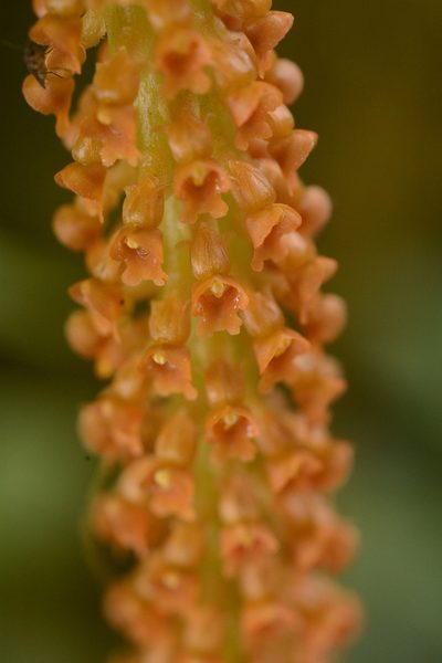 Oberonia josephi, photographed by Siddarth Machado