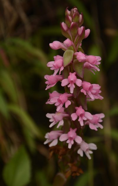 Satyrium nepalense, photographed by Siddarth Machado