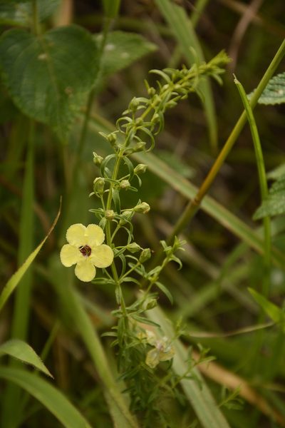 Sopubia trifida, photographed by Siddarth Machado