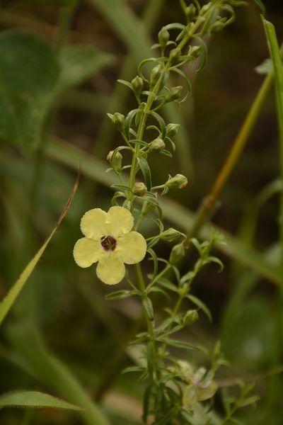 Sopubia trifida, photographed by Siddarth Machado