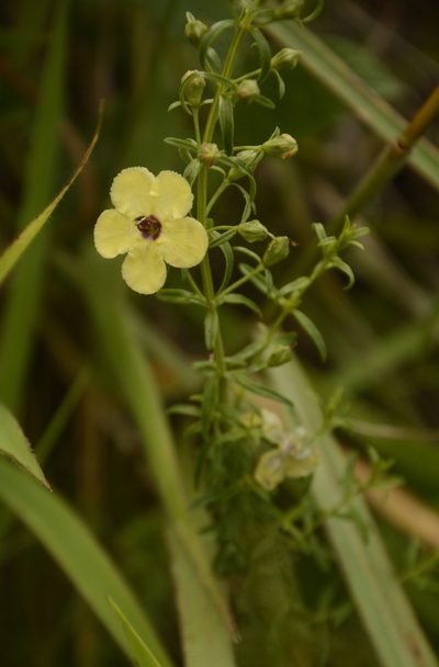 Sopubia trifida, photographed by Siddarth Machado