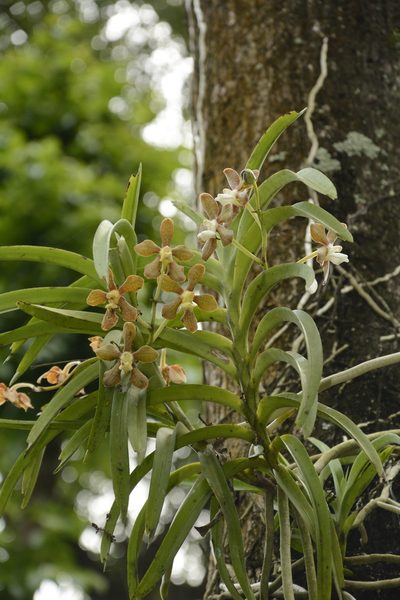Vanda wightii, photographed by Siddarth Machado