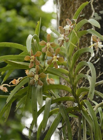 Vanda wightii, photographed by Siddarth Machado