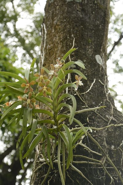 Vanda wightii, photographed by Siddarth Machado