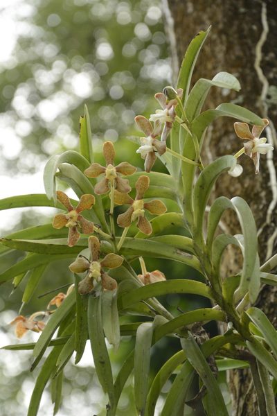Vanda wightii, photographed by Siddarth Machado