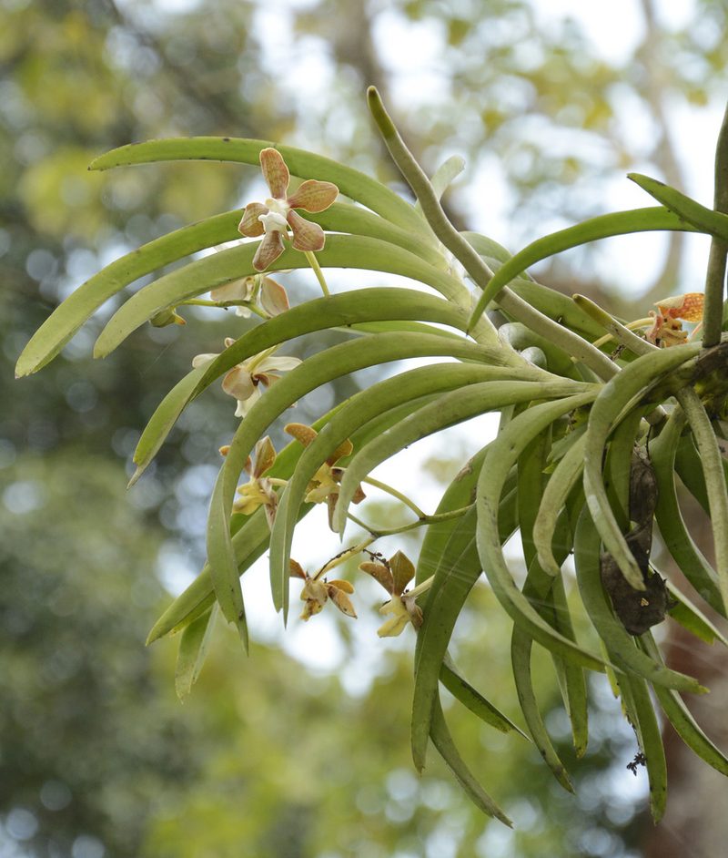 Vanda wightii, photographed by Siddarth Machado