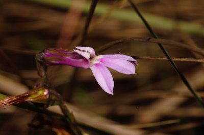 Lobelia goetzei, photographed by i_c_riddell