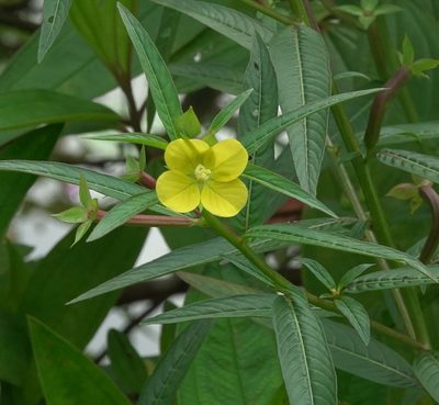 Ludwigia decurrens, photographed by Rejoice Gassah