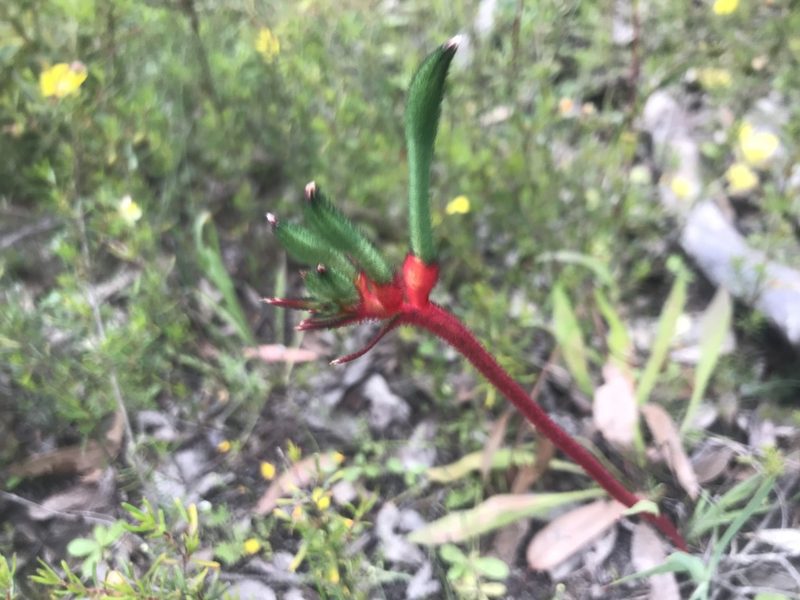 Anigozanthos manglesii, photographed by Ann Bentley