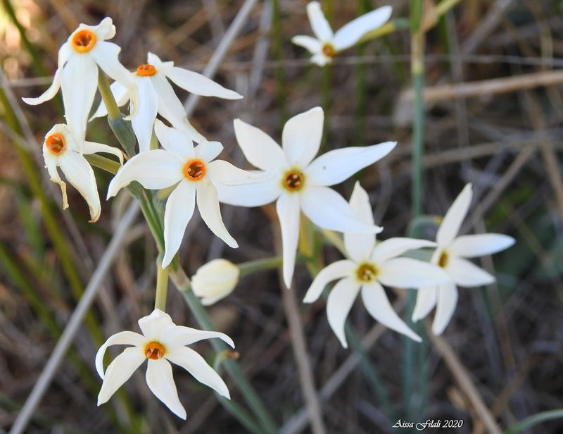 Narcissus obsoletus, photographed by Aissa Djamel Filali