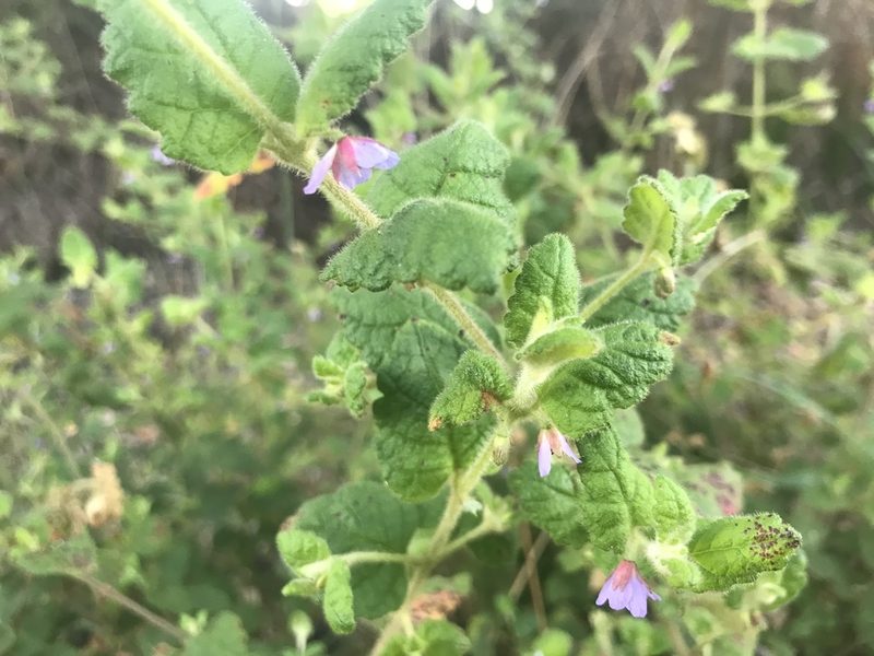 Tremandra stelligera, photographed by Ann Bentley