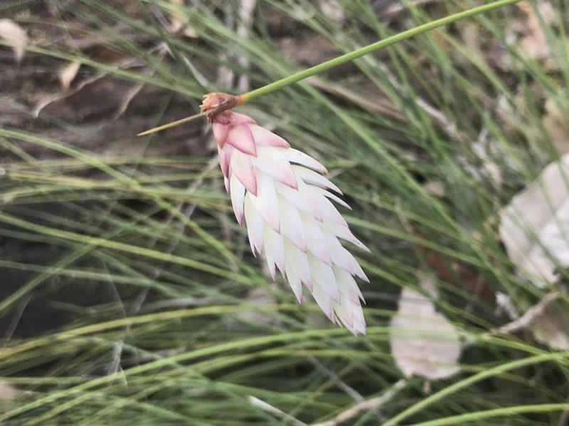 Johnsonia lupulina, photographed by Ann Bentley